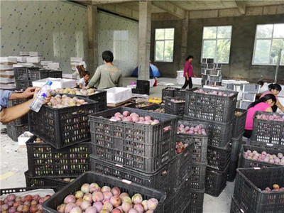 新羅區最大芙蓉李收購集散中心 扶農助農打造產供銷一站式服務，助力農副產品銷售騰飛